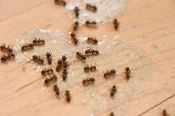 Best Cockroach Control Services  in Grabill, IN