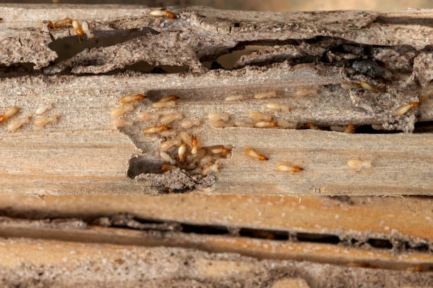 Best Pest Prevention Services  in Grabill, IN